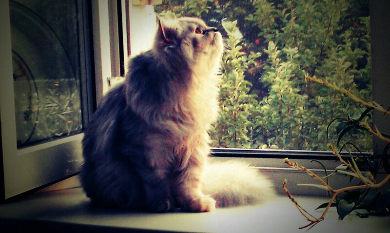 Fluffy Cat on Windowsill — Gray, Calm