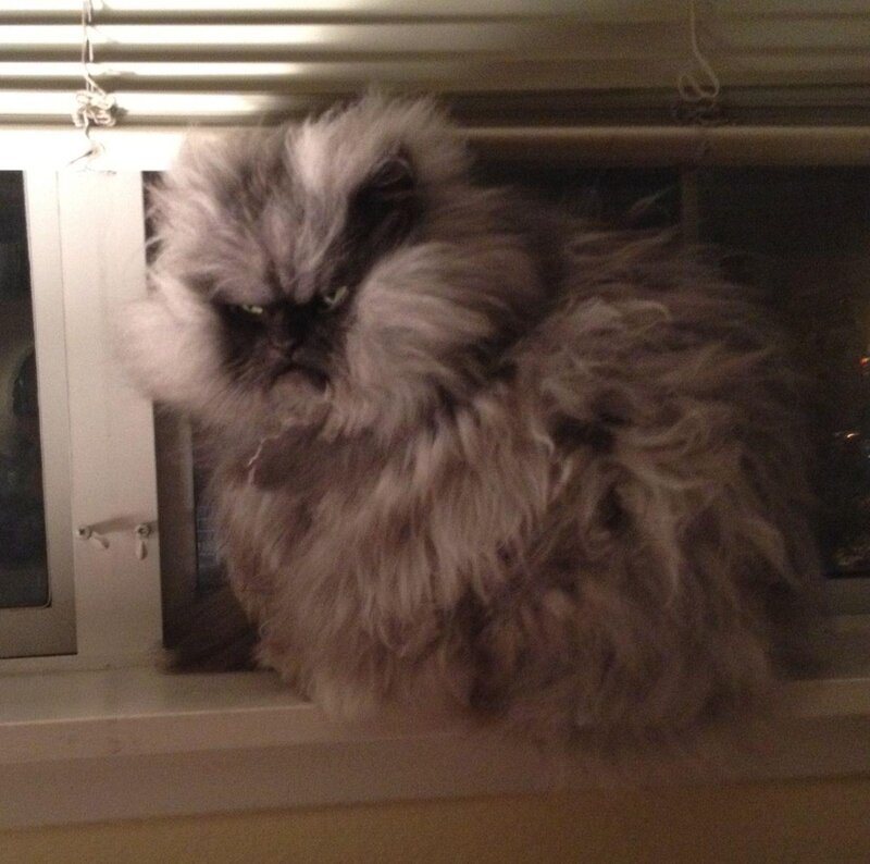 Fluffy Cat on Windowsill — Gray