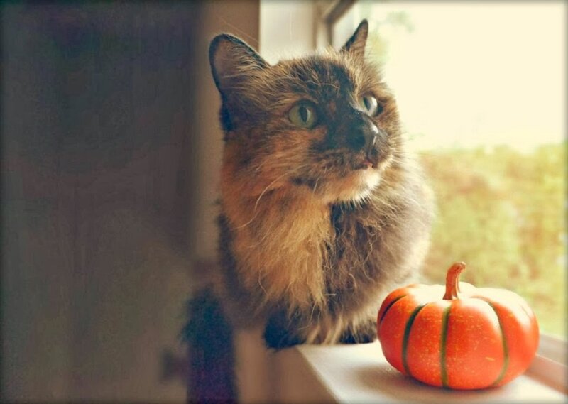 Fluffy Cat on Windowsill — Orange, Calm