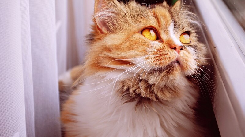 Fluffy Cat on Windowsill — Orange