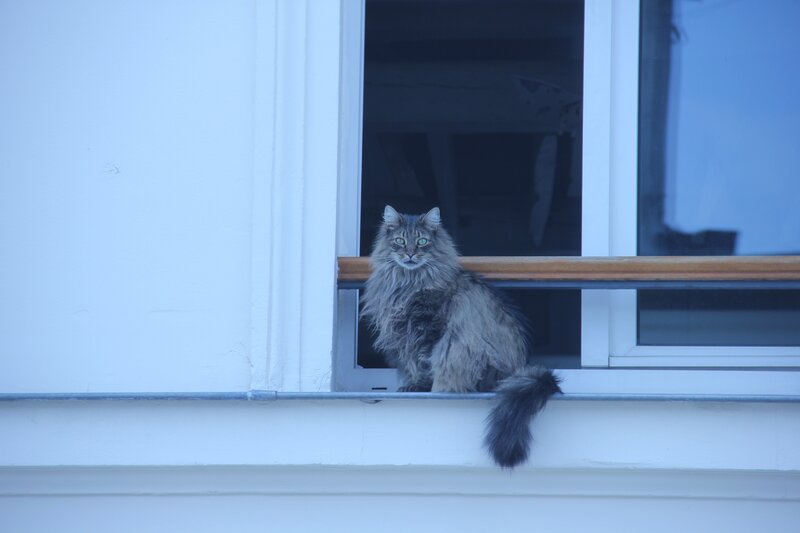 fluffy cat on windowsill