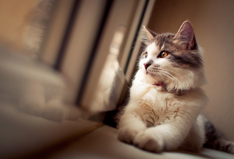 Fluffy Cat on Windowsill — White, Calm, Afternoon