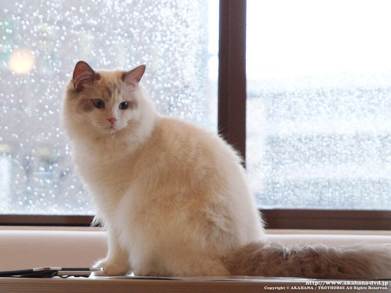 Fluffy Cat on Windowsill — White, Calm, Photograph