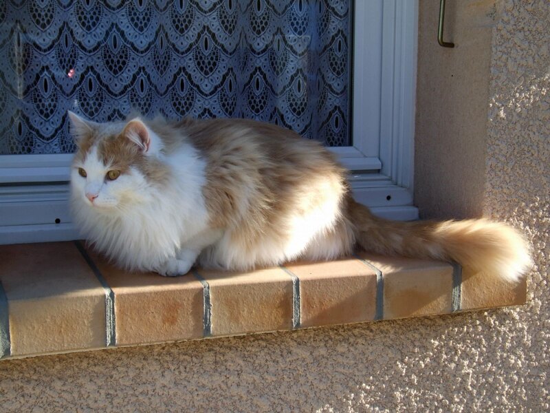 Fluffy Cat on Windowsill — White, Calm
