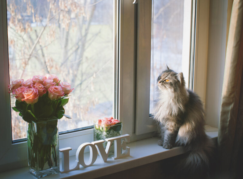 Fluffy Cat on Windowsill — White, Serene, Winter