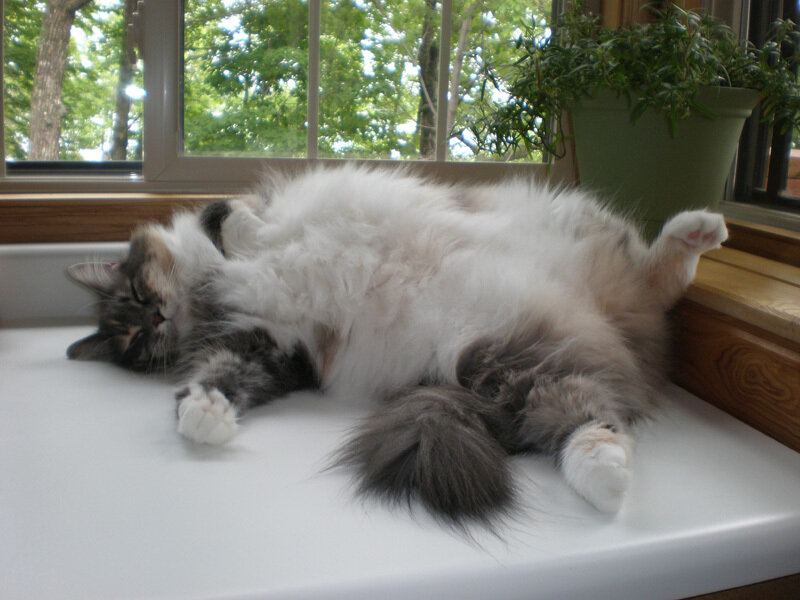 Fluffy Cat on Windowsill — White