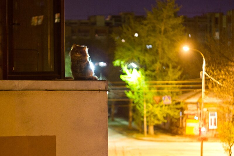 Fluffy Cat on Windowsill — Yellow