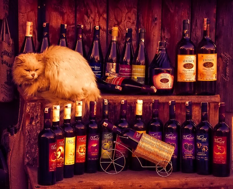 Fluffy Cat on Wine Bottles