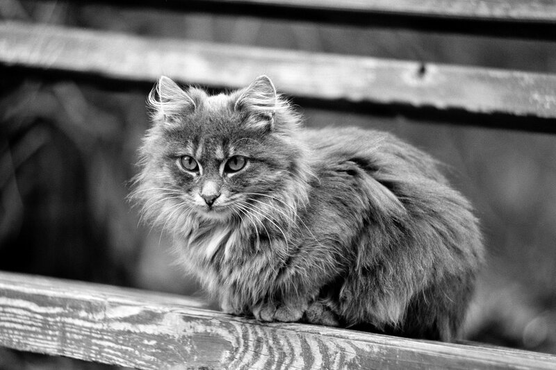 fluffy cat on wooden bench