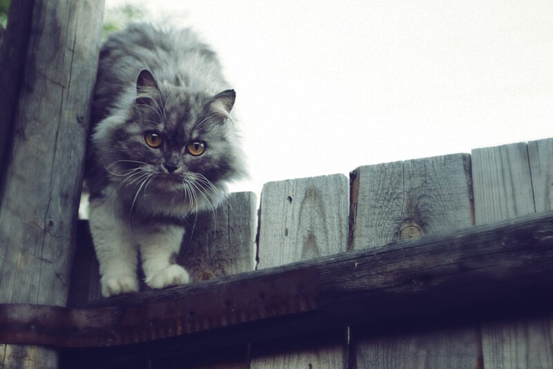 fluffy cat on wooden fence