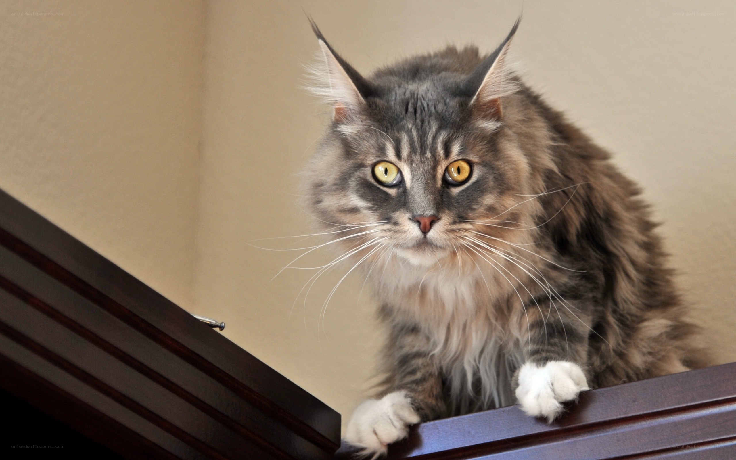 fluffy cat on wooden surface