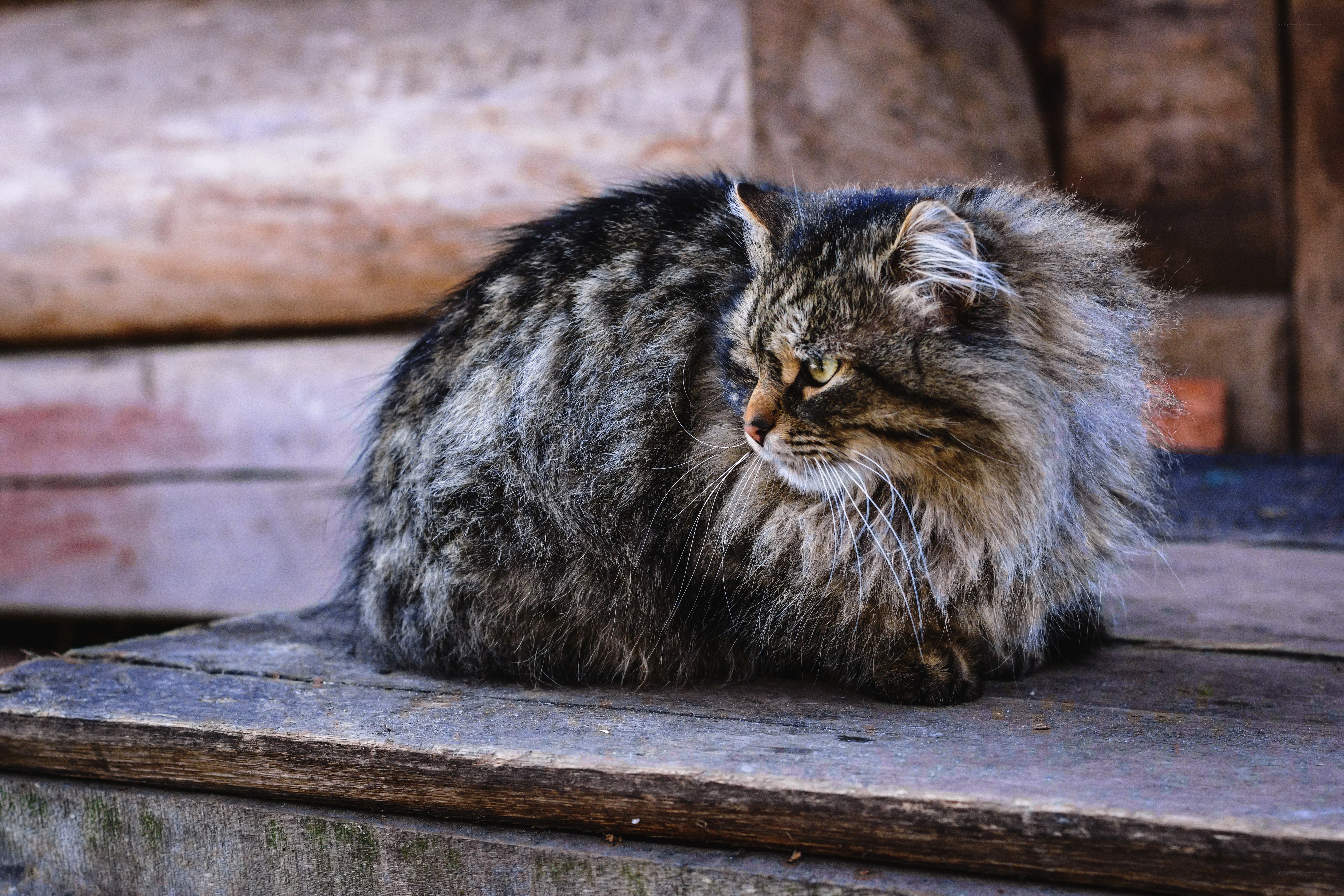 fluffy cat on wooden surface