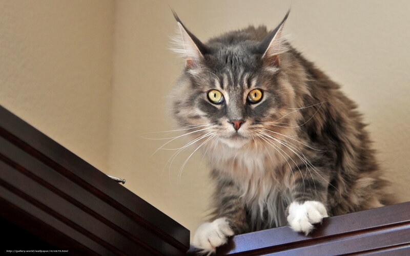 fluffy cat on wooden surface