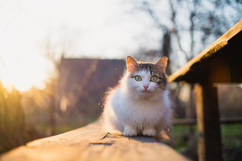 Fluffy Cat on Wooden Surface — White