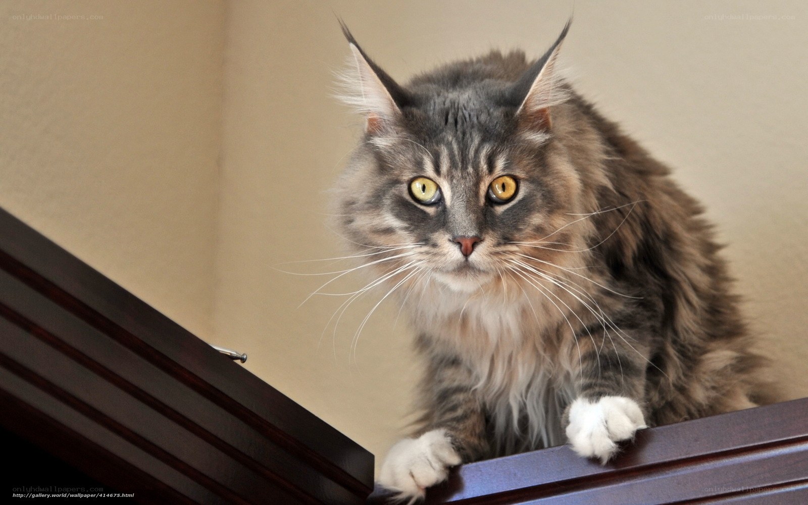fluffy cat on wooden surface