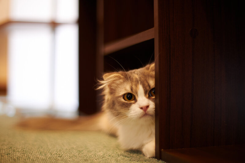 Fluffy Cat Peeking — Brown