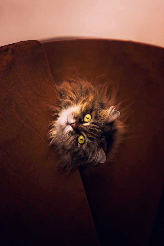 Fluffy Cat Peeking Out