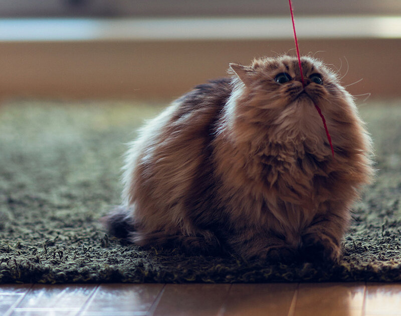 Fluffy Cat Playing — Brown