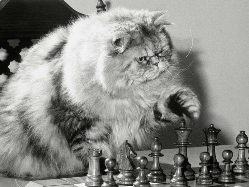 fluffy cat playing chess