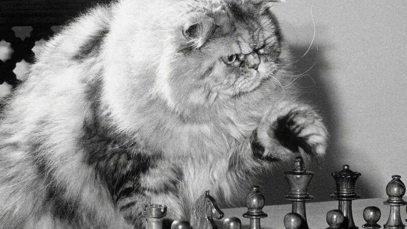 fluffy cat playing chess