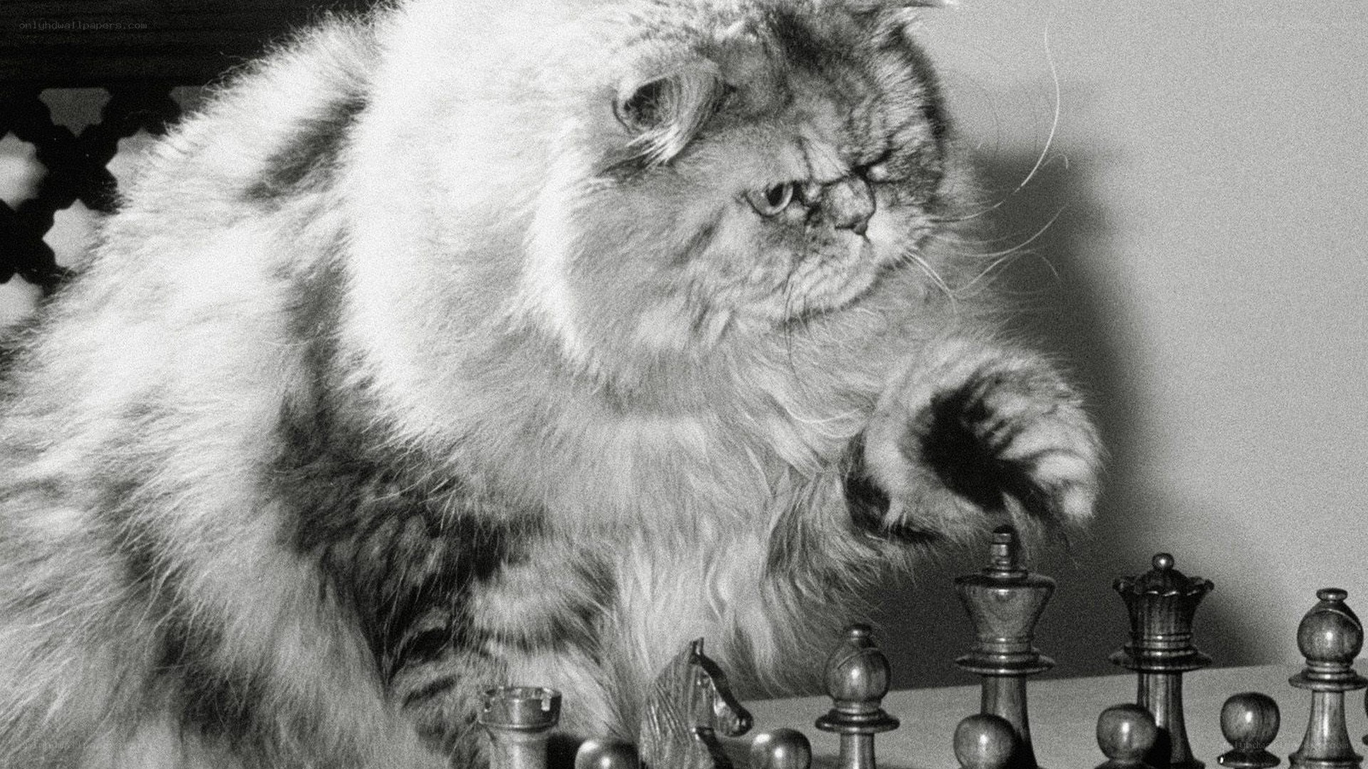 fluffy cat playing chess