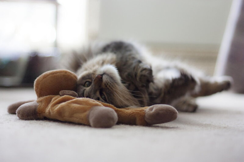 Fluffy Cat Playing — Gray