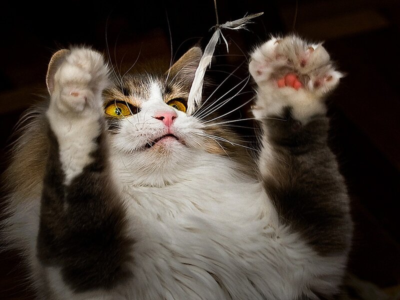 Fluffy Cat Playing