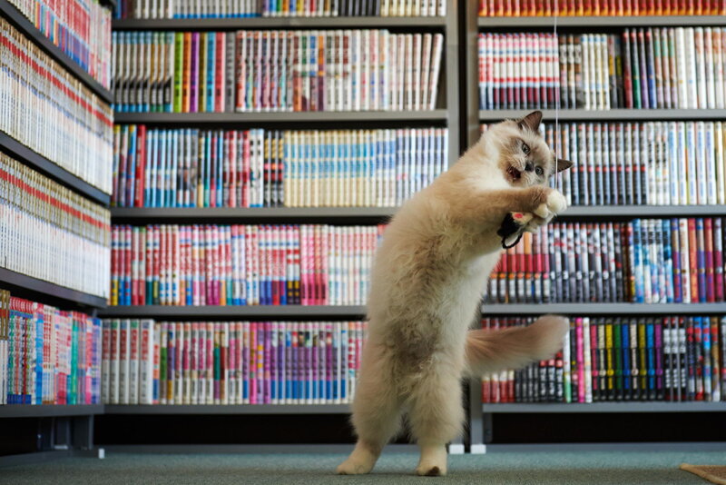 Fluffy Cat Playing — White, Playful