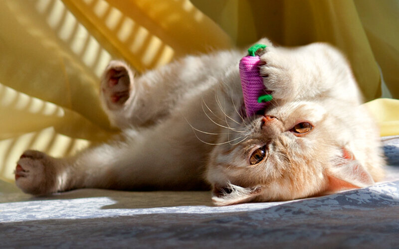 Fluffy Cat Playing — White