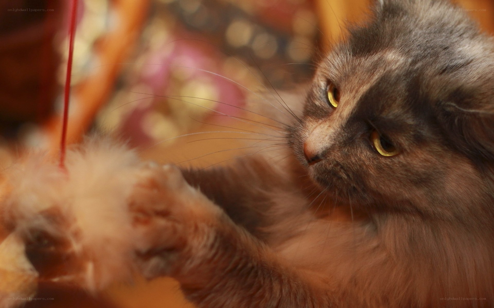 fluffy cat playing with feather toy