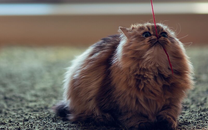 Fluffy Cat Playing with String — Brown