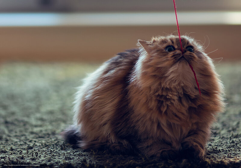 fluffy cat playing with string