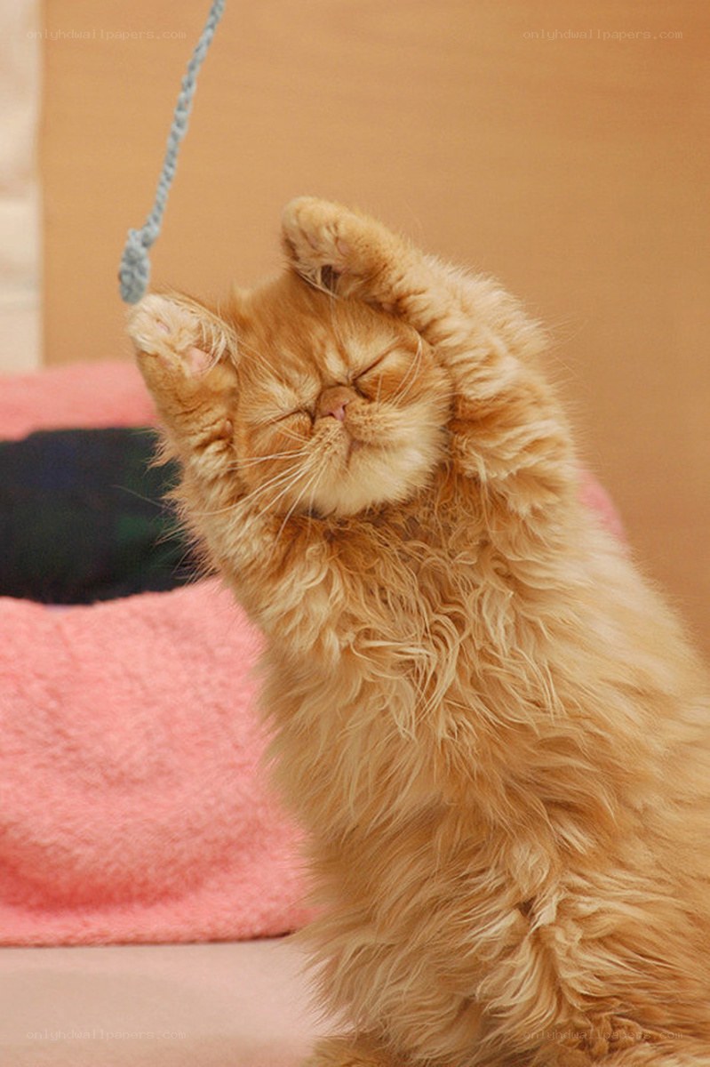fluffy cat playing with toy