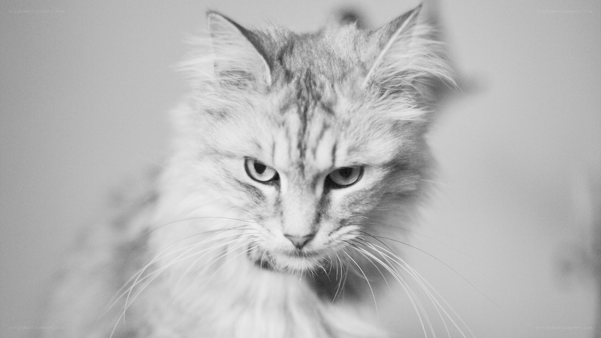 fluffy cat portrait