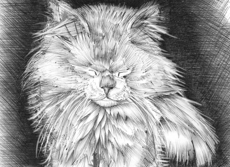 Fluffy Cat Portrait — Black