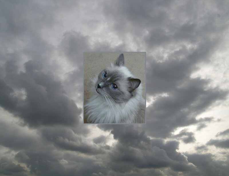 Fluffy Cat Portrait — Gray