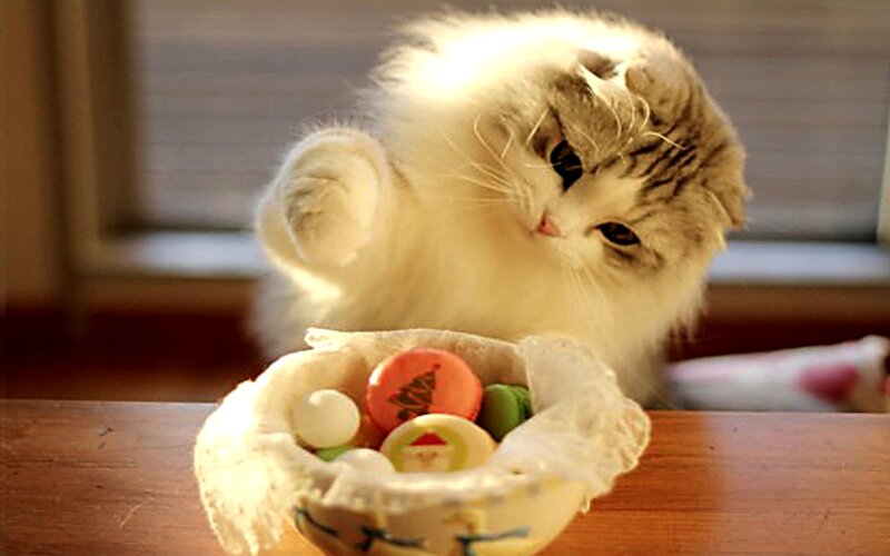 Fluffy Cat Reaching for Bowl