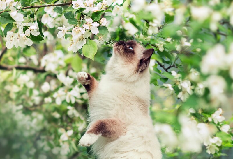Fluffy Cat Reaching for Flowers