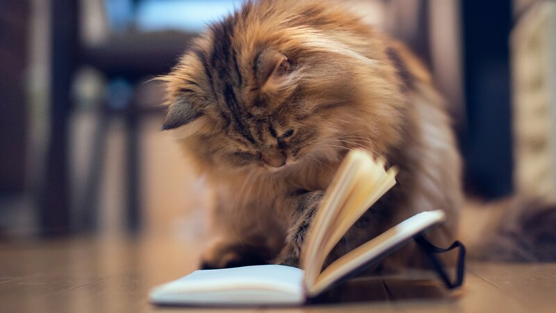 Fluffy Cat Reading Book — Brown, Calm, Photograph, Floor