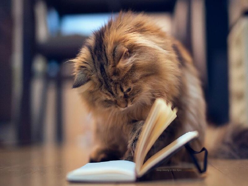 Fluffy Cat Reading Book — Brown, Calm, Photograph, Glasses
