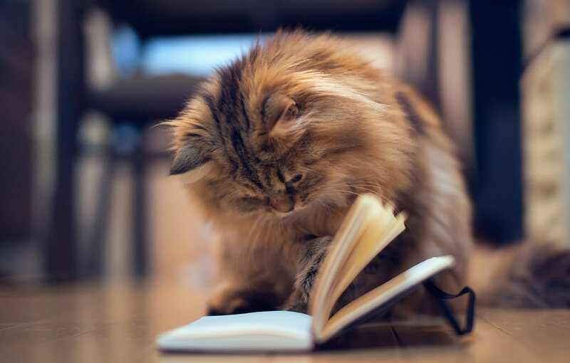 Fluffy Cat Reading Book — Brown, Calm, Photograph
