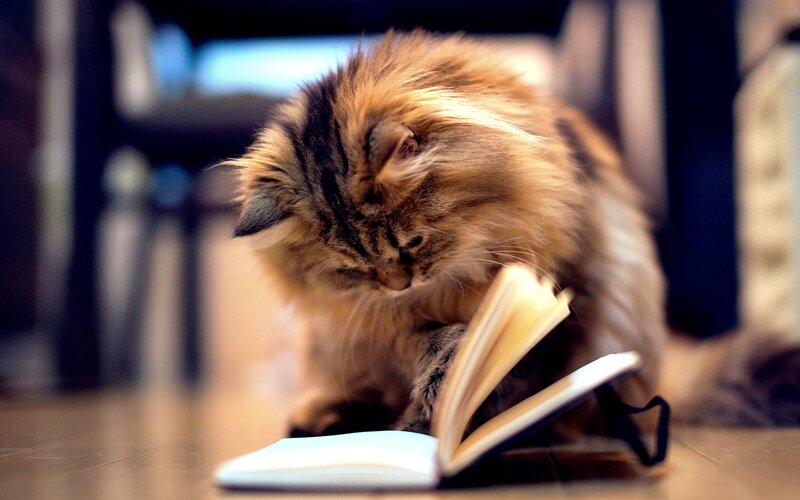 Fluffy Cat Reading Book — Brown, Calm