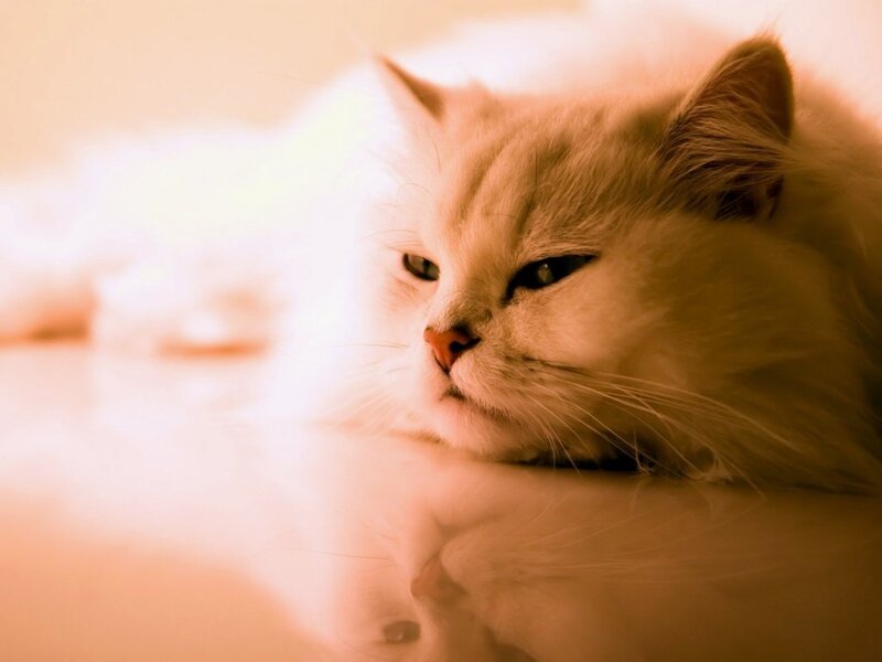 fluffy cat resting