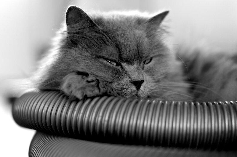 Fluffy Cat Resting — Black