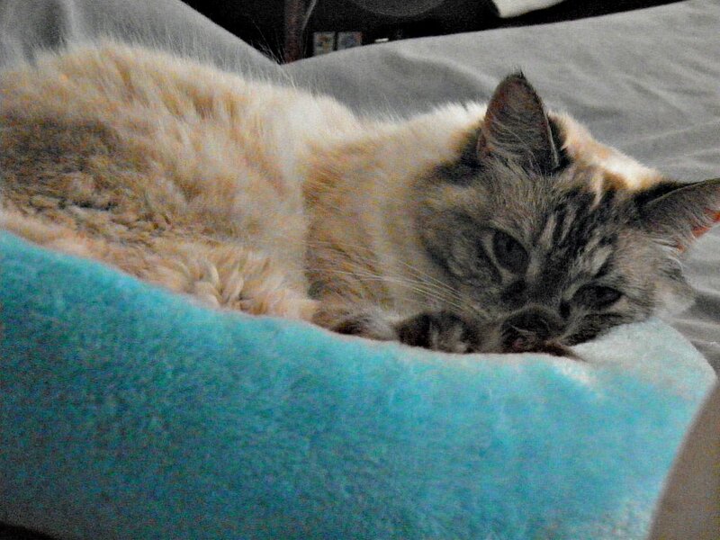 Fluffy Cat Resting — Blue