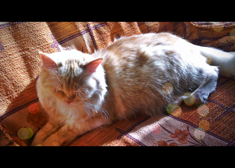 Fluffy Cat Resting — Brown
