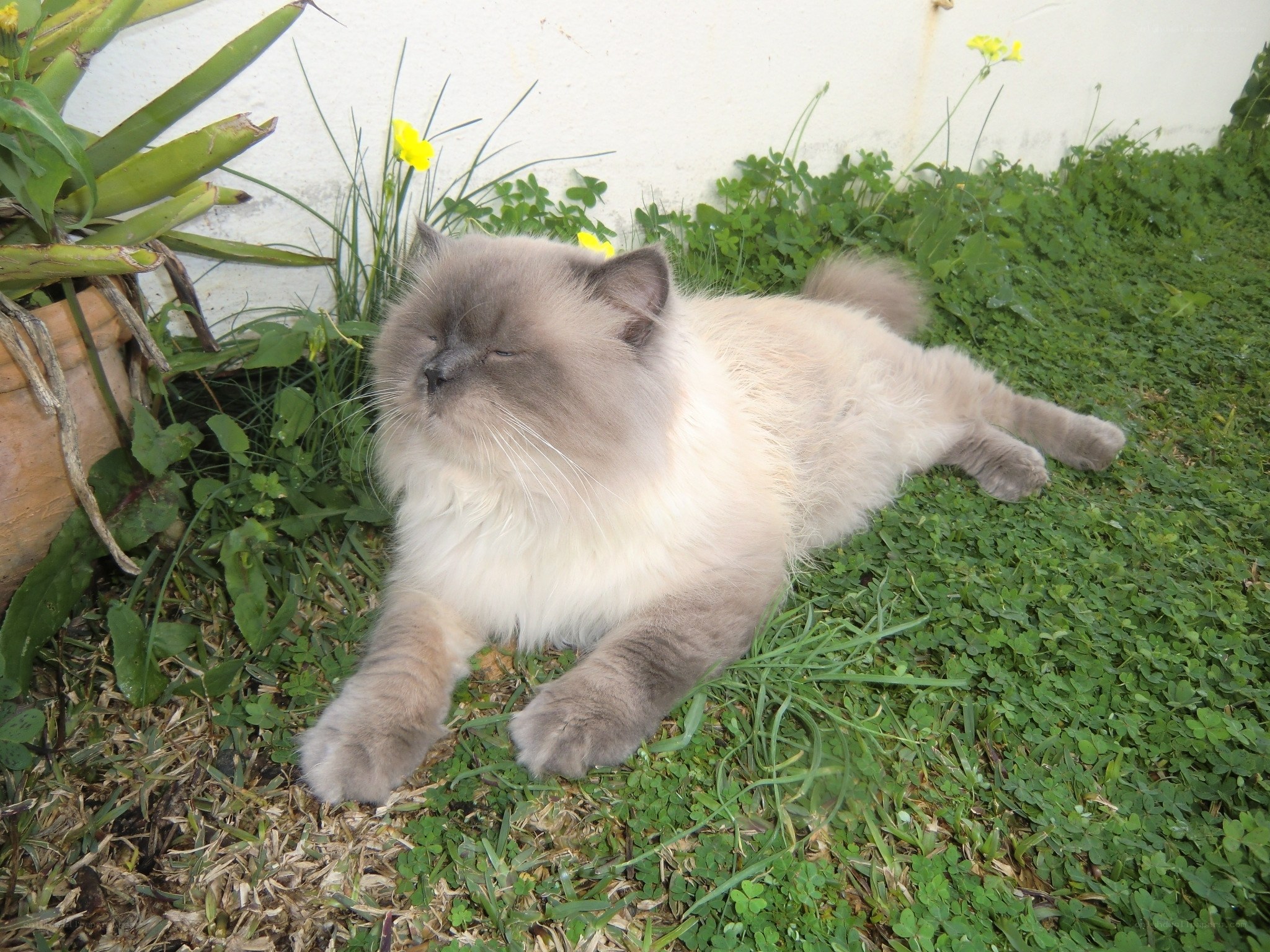 fluffy cat resting in garden