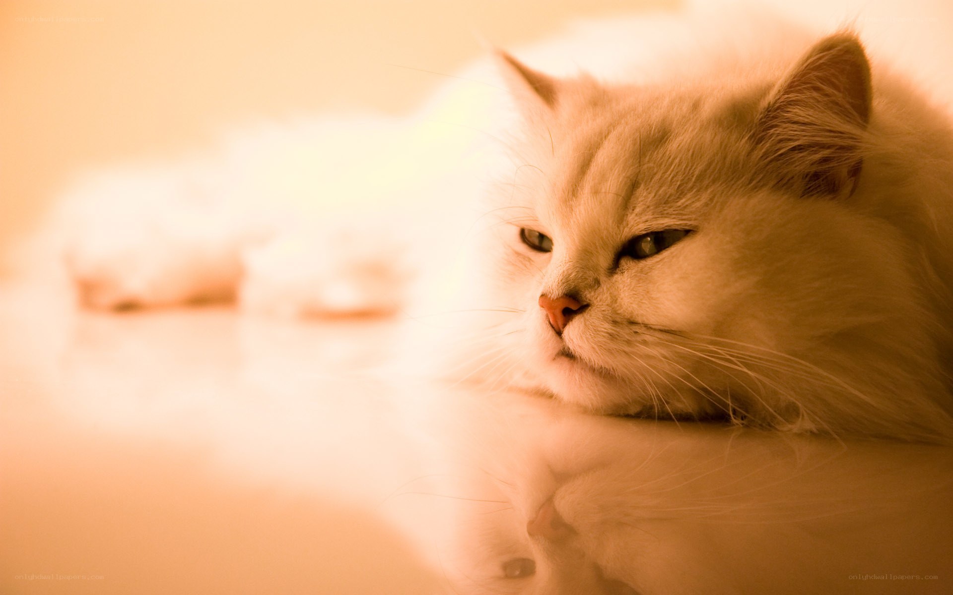 fluffy cat resting in warm light