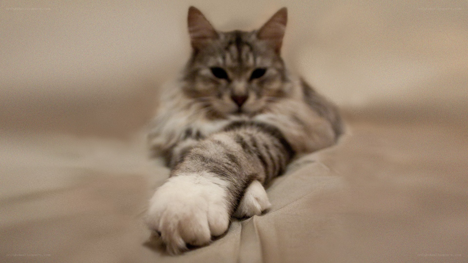 fluffy cat resting on bed