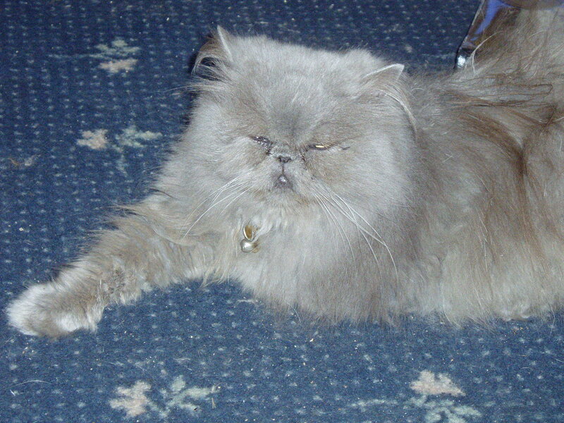 fluffy cat resting on carpet